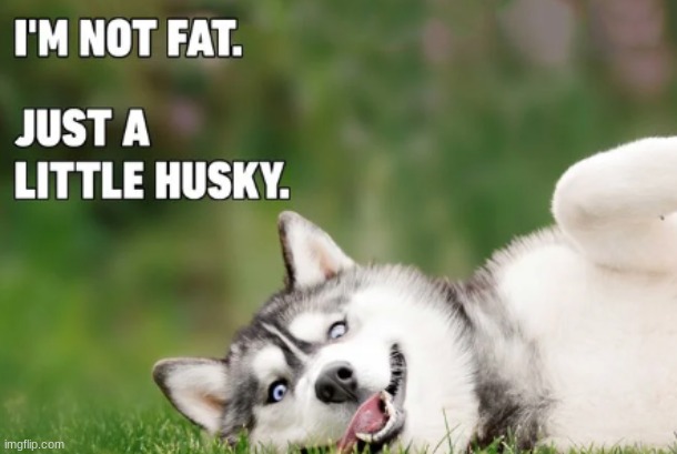 image tagged in memes,funny,dogs | made w/ Imgflip meme maker