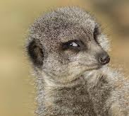 Cheeky meerkat Blank Meme Template