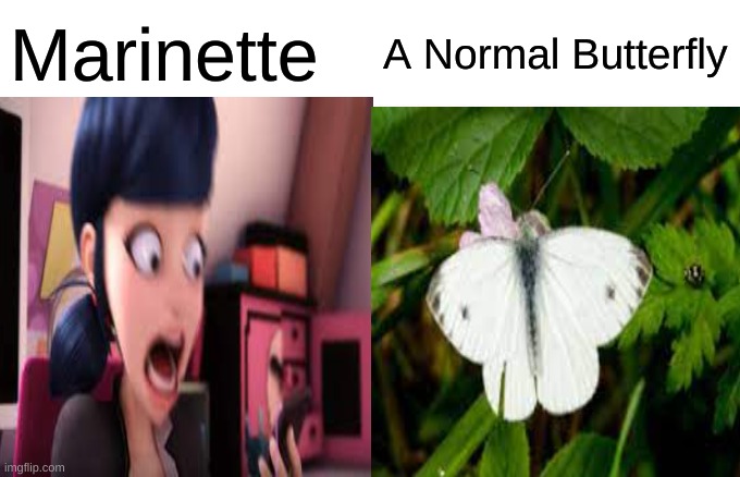 When marinette see a butterfly | Marinette; A Normal Butterfly | image tagged in funny memes,miraculous ladybug | made w/ Imgflip meme maker