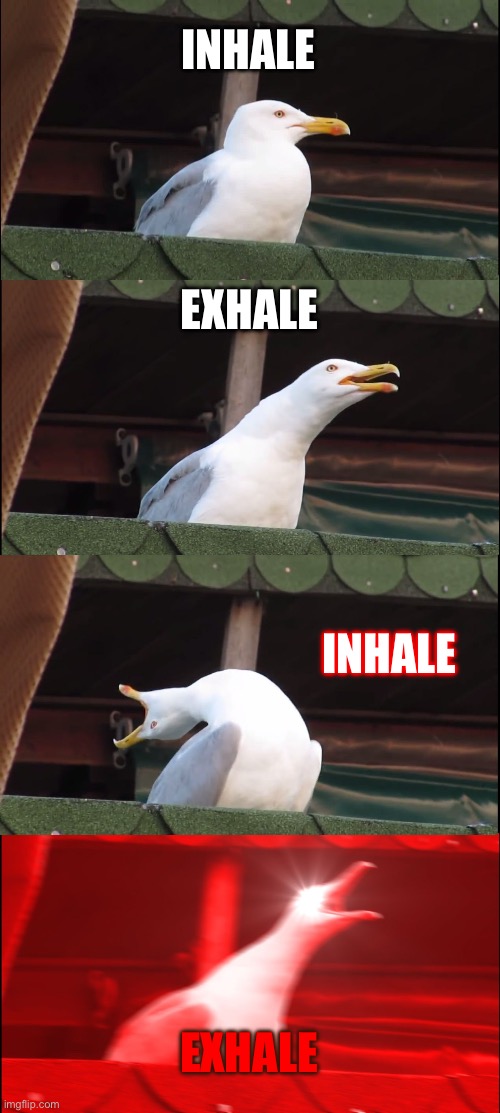 What if it’s just this | INHALE; EXHALE; INHALE; EXHALE | image tagged in memes,inhaling seagull | made w/ Imgflip meme maker