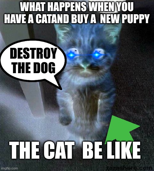 when you get a dog and have a cat | WHAT HAPPENS WHEN YOU HAVE A CATAND BUY A  NEW PUPPY; DESTROY THE DOG; THE CAT  BE LIKE | image tagged in memes,cute cat | made w/ Imgflip meme maker