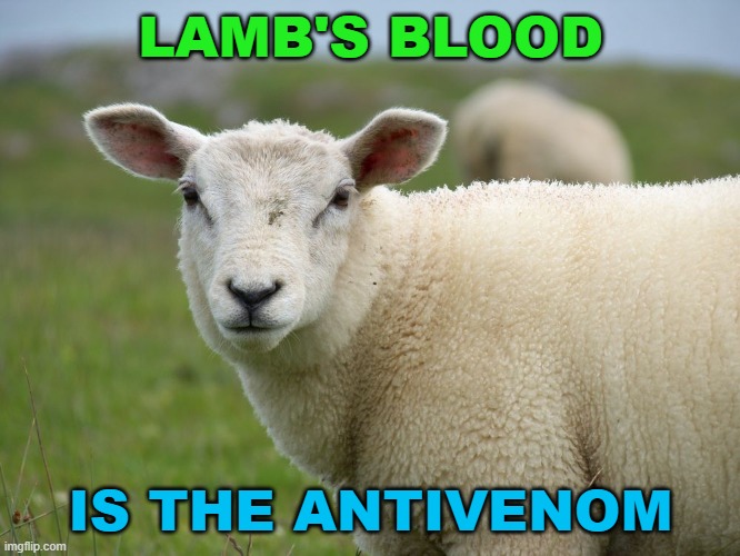 Lamb's Blood Is The Antivenom | LAMB'S BLOOD; IS THE ANTIVENOM | image tagged in angry lamb | made w/ Imgflip meme maker