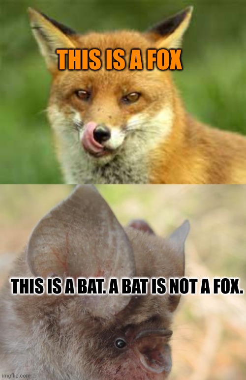 Please learn important fox facts | THIS IS A FOX; THIS IS A BAT. A BAT IS NOT A FOX. | image tagged in fox,screaming bat,facts | made w/ Imgflip meme maker