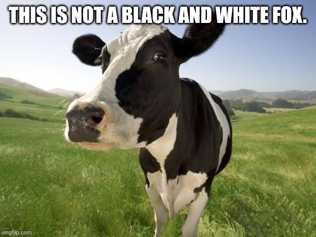 More important facts | THIS IS NOT A BLACK AND WHITE FOX. | image tagged in cow,facts,cows are not foxes | made w/ Imgflip meme maker