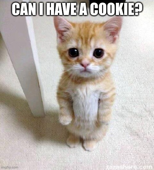 Cute Cat Meme | CAN I HAVE A COOKIE? | image tagged in memes,cute cat | made w/ Imgflip meme maker
