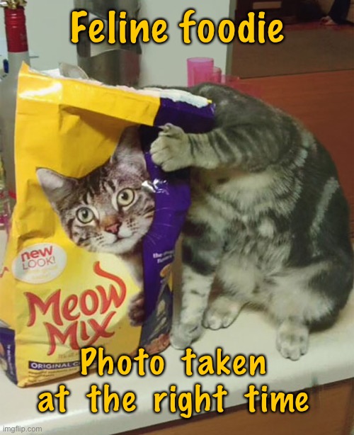 Taken at right time | Feline foodie; Photo  taken at  the  right  time | image tagged in a feline foodie,photo taken,right time,cats | made w/ Imgflip meme maker