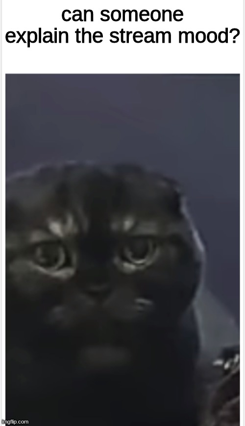 plz | can someone explain the stream mood? | image tagged in debt cat with caption | made w/ Imgflip meme maker