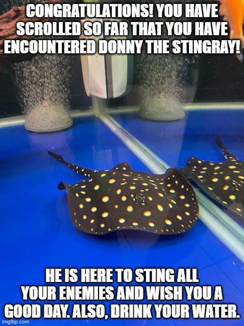 This is my friend's stingray | CONGRATULATIONS! YOU HAVE SCROLLED SO FAR THAT YOU HAVE ENCOUNTERED DONNY THE STINGRAY! HE IS HERE TO STING ALL YOUR ENEMIES AND WISH YOU A GOOD DAY. ALSO, DRINK YOUR WATER. | image tagged in memes | made w/ Imgflip meme maker