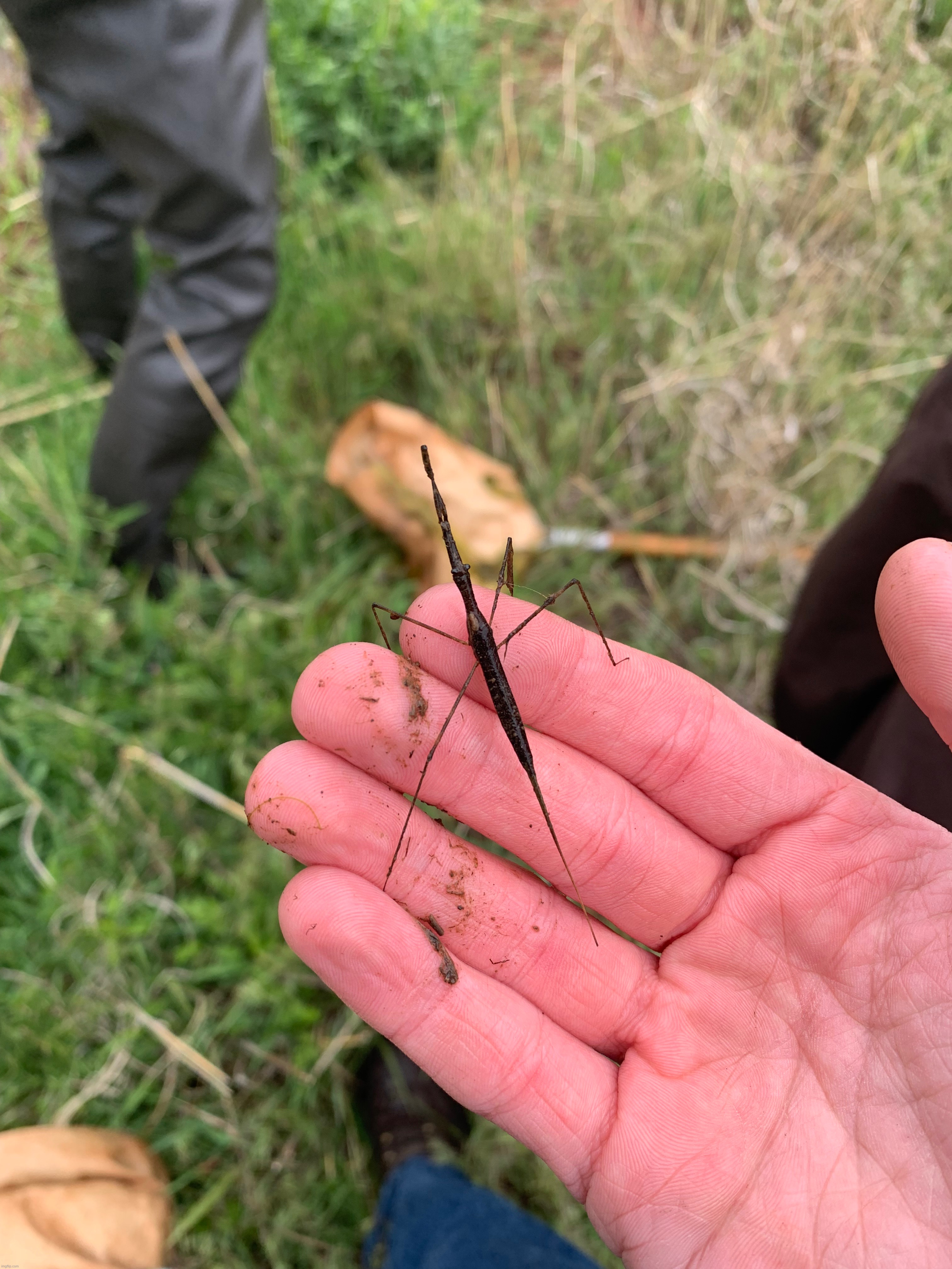Water scorpion | made w/ Imgflip meme maker