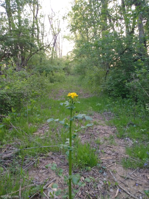 A lone butterweed I saw on my walk today | made w/ Imgflip meme maker