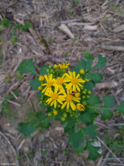 The top of some butterweed I saw on my walk today | made w/ Imgflip meme maker