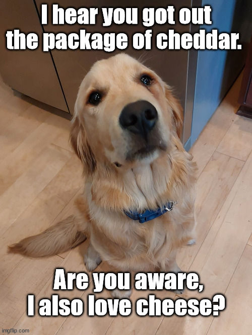 pup loves her cheese | I hear you got out the package of cheddar. Are you aware, I also love cheese? | image tagged in cute dogs,golden retriever | made w/ Imgflip meme maker
