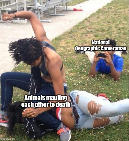 Meme | National Geographic Cameraman; Animals mauling each other to death | image tagged in guy recording a fight | made w/ Imgflip meme maker