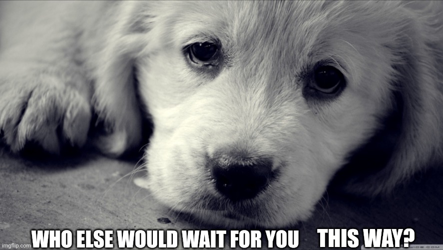 Animals have feelings  | THIS WAY? WHO ELSE WOULD WAIT FOR YOU | image tagged in animals have feelings | made w/ Imgflip meme maker