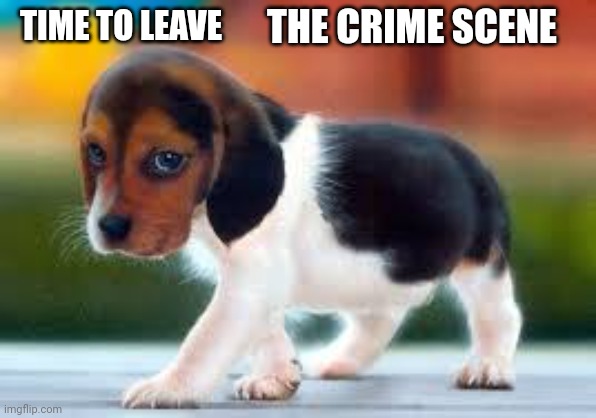 Funny animals | THE CRIME SCENE; TIME TO LEAVE | image tagged in funny animals | made w/ Imgflip meme maker