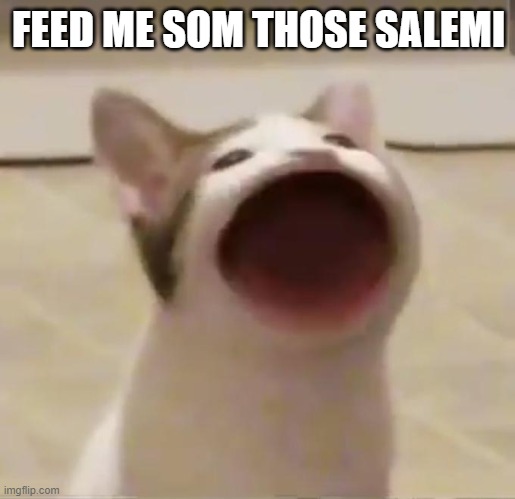 Pop Cat | FEED ME SOM THOSE SALEMI | image tagged in pop cat | made w/ Imgflip meme maker
