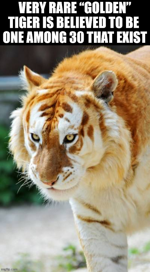 VERY RARE “GOLDEN” TIGER IS BELIEVED TO BE 
ONE AMONG 30 THAT EXIST | made w/ Imgflip meme maker