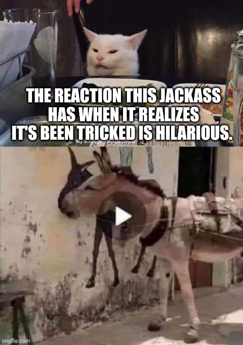 THE REACTION THIS JACKASS HAS WHEN IT REALIZES IT'S BEEN TRICKED IS HILARIOUS. | image tagged in smudge the cat | made w/ Imgflip meme maker