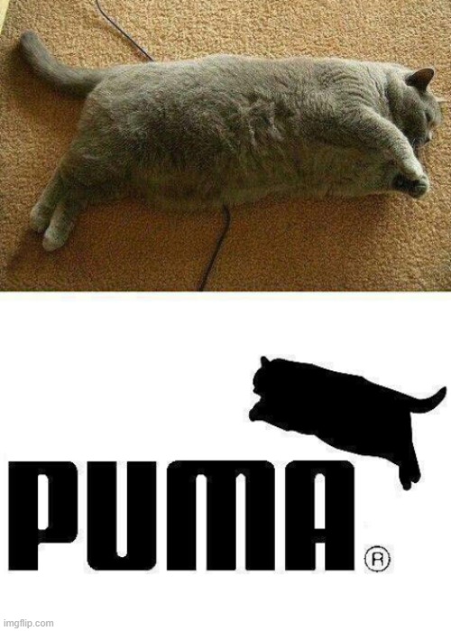 idk what off-brand you've been using | image tagged in fat cat,puma,brand | made w/ Imgflip meme maker