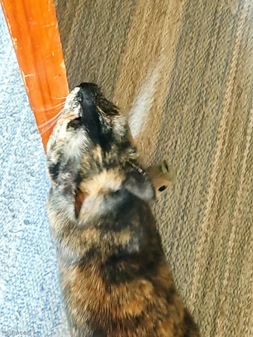 Cat | made w/ Imgflip meme maker