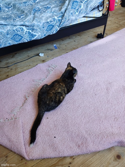 Tailloaf | made w/ Imgflip meme maker