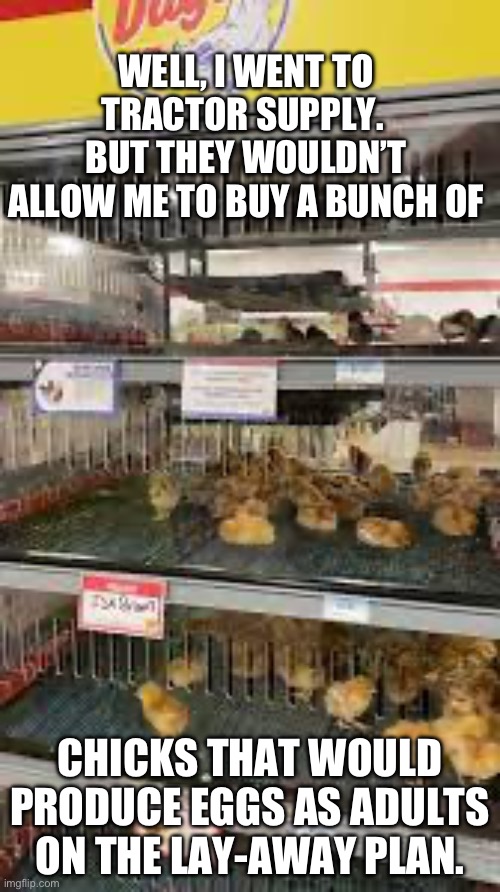 Lay-a way | WELL, I WENT TO TRACTOR SUPPLY.  BUT THEY WOULDN’T ALLOW ME TO BUY A BUNCH OF; CHICKS THAT WOULD PRODUCE EGGS AS ADULTS ON THE LAY-AWAY PLAN. | image tagged in bad pun,dad joke | made w/ Imgflip meme maker