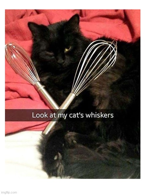 image tagged in funny,cat,meme,why are you reading the tags | made w/ Imgflip meme maker