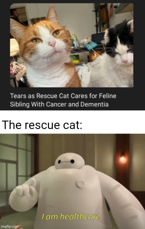 The rescue cat | The rescue cat: | image tagged in i am healthcare,cats,cat,memes,cancer,dementia | made w/ Imgflip meme maker