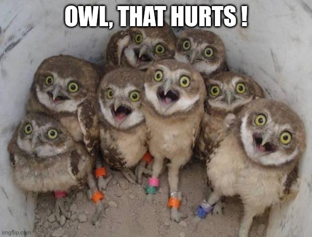 Excited Owls | OWL, THAT HURTS ! | image tagged in excited owls | made w/ Imgflip meme maker