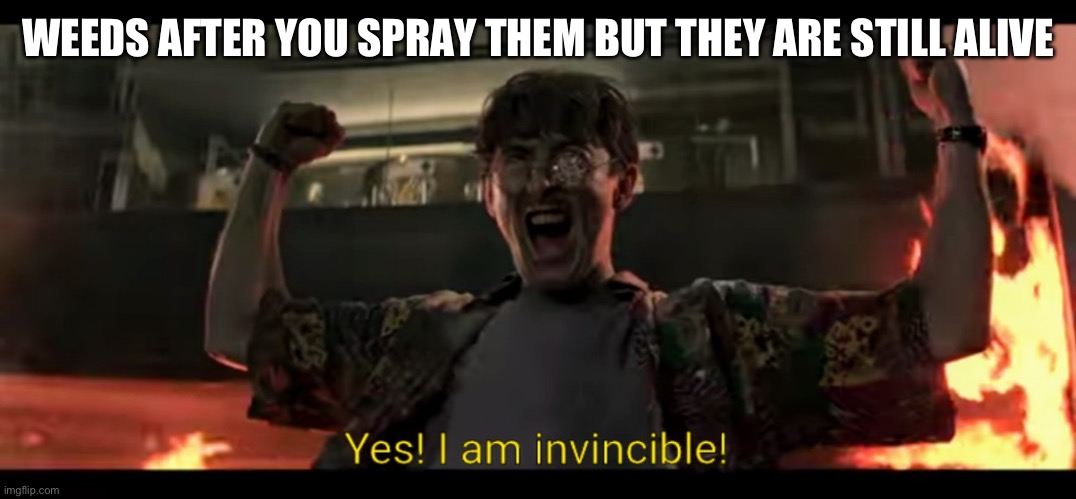Weeds Sometimes Won’t Die | WEEDS AFTER YOU SPRAY THEM BUT THEY ARE STILL ALIVE | image tagged in yes i am invincible,weeds,weed killer,spray,invincible | made w/ Imgflip meme maker