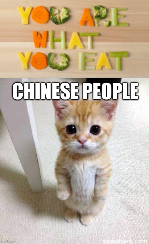 CHINESE PEOPLE | image tagged in you are what you eat,memes,cute cat | made w/ Imgflip meme maker