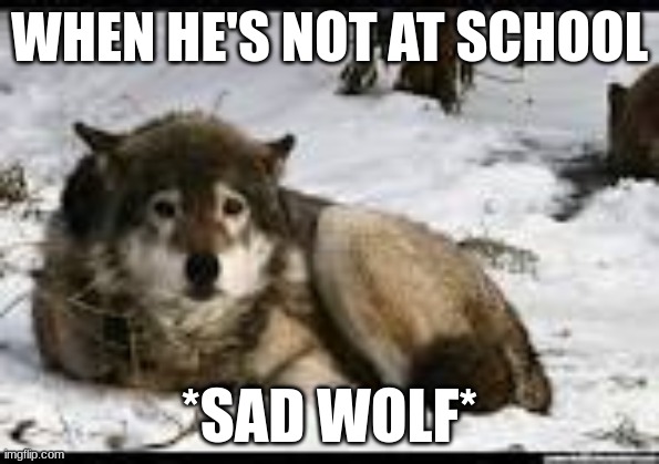 sad cry wa | WHEN HE'S NOT AT SCHOOL; *SAD WOLF* | image tagged in sad,wolf | made w/ Imgflip meme maker