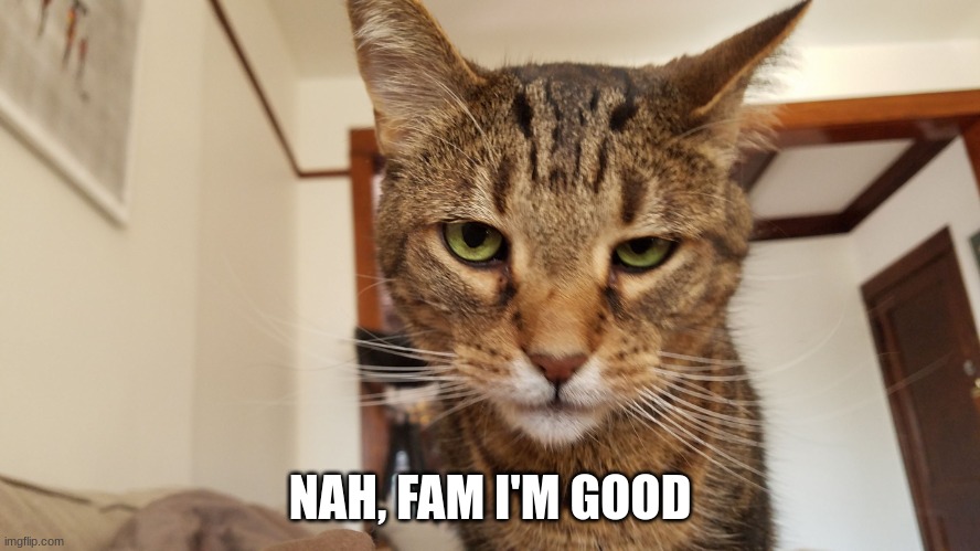 Unamused Cat | NAH, FAM I'M GOOD | image tagged in unamused cat | made w/ Imgflip meme maker