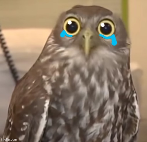 Nelly the "calm" owl | image tagged in nelly the calm owl | made w/ Imgflip meme maker