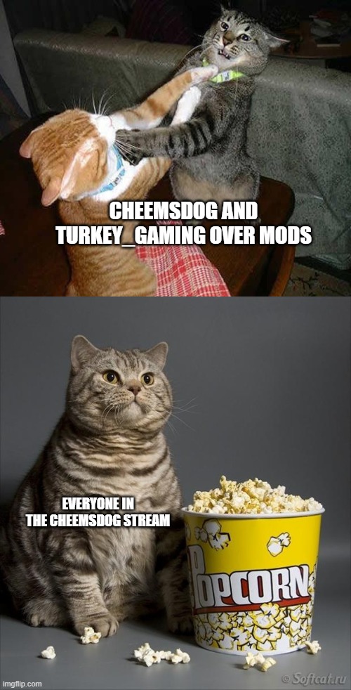 Literaly everyone | CHEEMSDOG AND TURKEY_GAMING OVER MODS; EVERYONE IN THE CHEEMSDOG STREAM | image tagged in cat watching other cats fight,cat eating popcorn,stop reading the tags | made w/ Imgflip meme maker