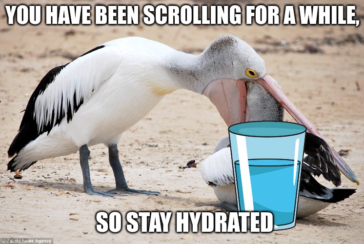 Quote - papa(modest) pelican | YOU HAVE BEEN SCROLLING FOR A WHILE, SO STAY HYDRATED | image tagged in pelican checkup | made w/ Imgflip meme maker