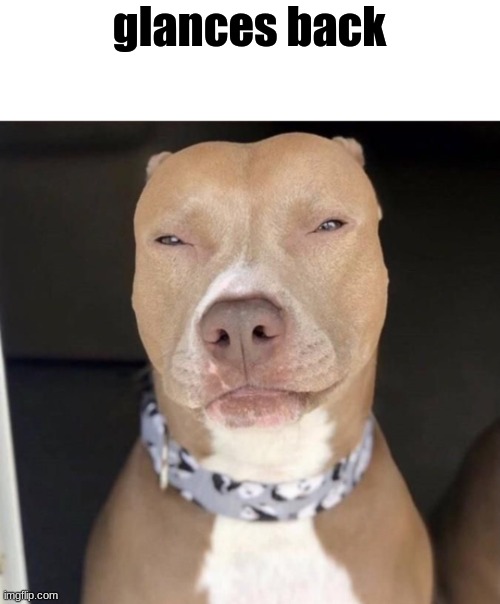 Light skin dog | glances back | image tagged in light skin dog | made w/ Imgflip meme maker