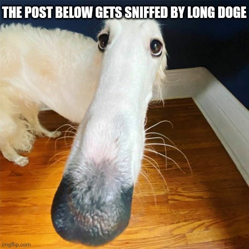 *sniff* *sniff* | THE POST BELOW GETS SNIFFED BY LONG DOGE | image tagged in let me do it for you,long doge | made w/ Imgflip meme maker