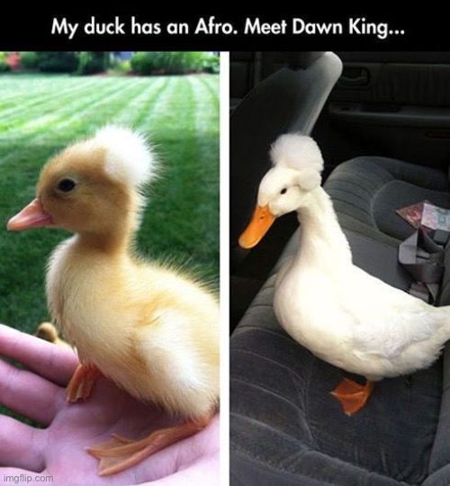 image tagged in ducks,memes,funny | made w/ Imgflip meme maker