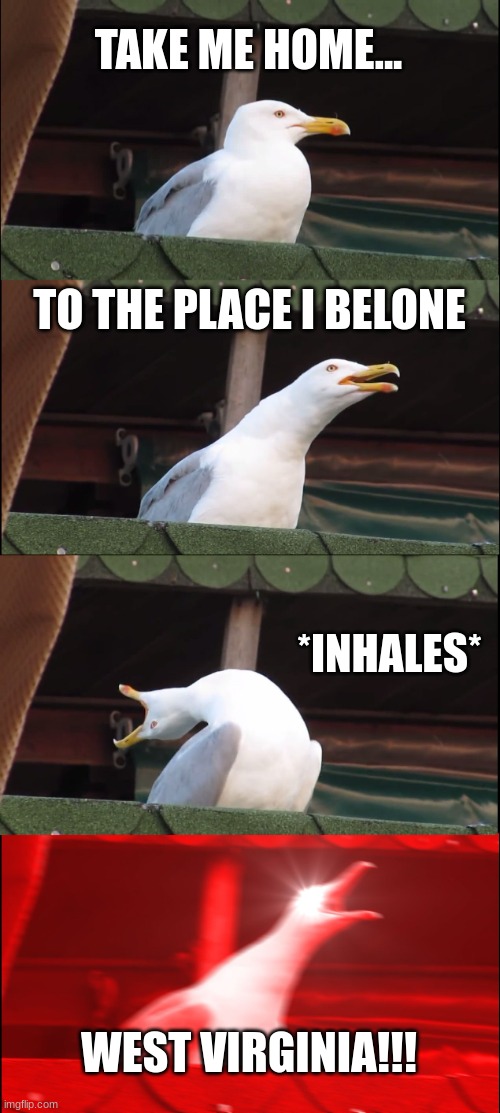 oh i love this song | TAKE ME HOME... TO THE PLACE I BELONE; *INHALES*; WEST VIRGINIA!!! | image tagged in memes,inhaling seagull | made w/ Imgflip meme maker