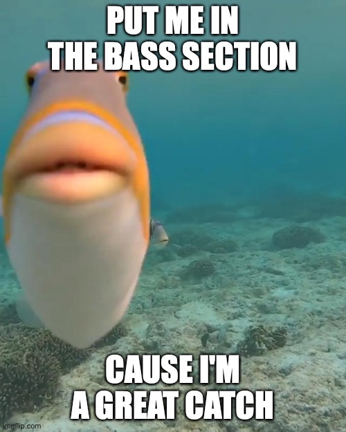 staring fish | PUT ME IN THE BASS SECTION; CAUSE I'M A GREAT CATCH | image tagged in staring fish,pickup lines,bad pickup lines,choir,choir nerds jokes | made w/ Imgflip meme maker