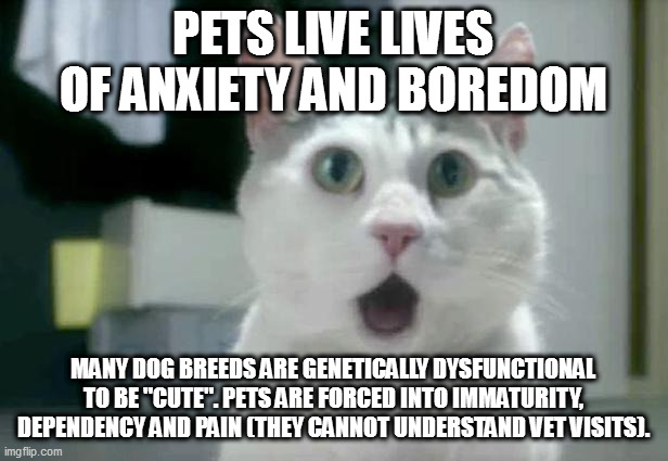 OMG Cat | PETS LIVE LIVES OF ANXIETY AND BOREDOM; MANY DOG BREEDS ARE GENETICALLY DYSFUNCTIONAL TO BE "CUTE". PETS ARE FORCED INTO IMMATURITY, DEPENDENCY AND PAIN (THEY CANNOT UNDERSTAND VET VISITS). | image tagged in memes,omg cat | made w/ Imgflip meme maker