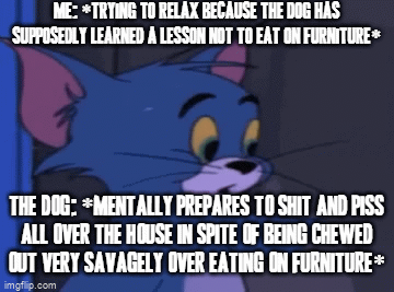 stupid-dog-this-is-exactly-why-i-would-rather-have-a-cat-around-than