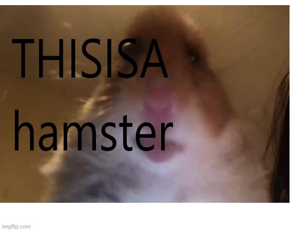 hamster | image tagged in hamster | made w/ Imgflip meme maker