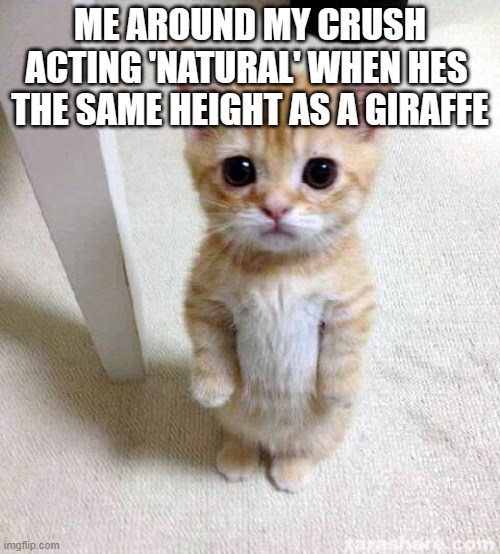 idk | ME AROUND MY CRUSH ACTING 'NATURAL' WHEN HES  THE SAME HEIGHT AS A GIRAFFE | image tagged in memes,cute cat | made w/ Imgflip meme maker