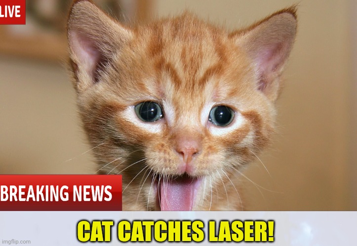 CAT CATCHES LASER! | image tagged in breaking news,cats | made w/ Imgflip meme maker