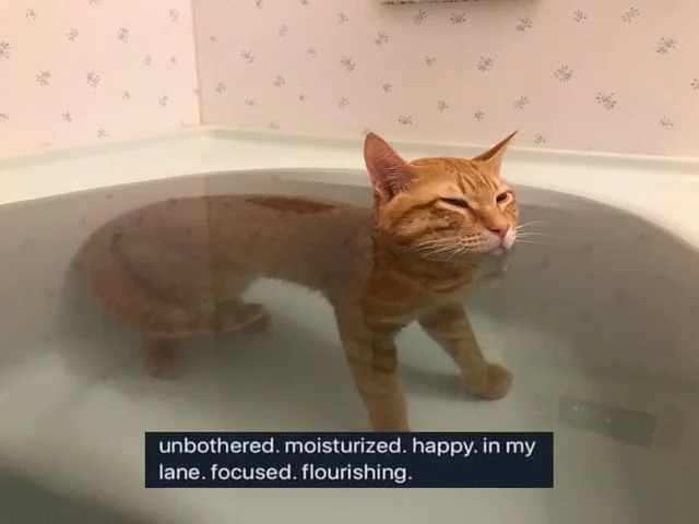 Unbothered Cat Blank Meme Template