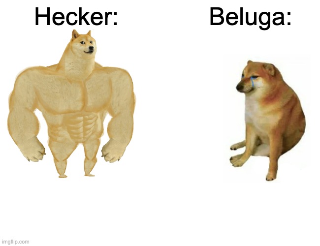 Buff Doge vs. Cheems Meme | Hecker:; Beluga: | image tagged in memes,buff doge vs cheems | made w/ Imgflip meme maker