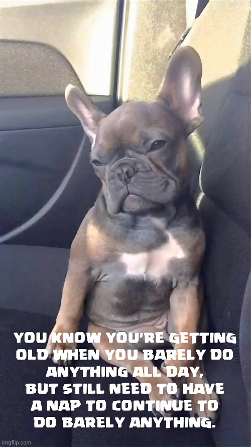 Getting Older ☹️ | image tagged in tired,dog,nap | made w/ Imgflip meme maker