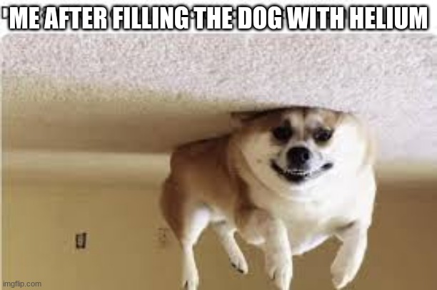 ME AFTER FILLING THE DOG WITH HELIUM | image tagged in funny dogs | made w/ Imgflip meme maker